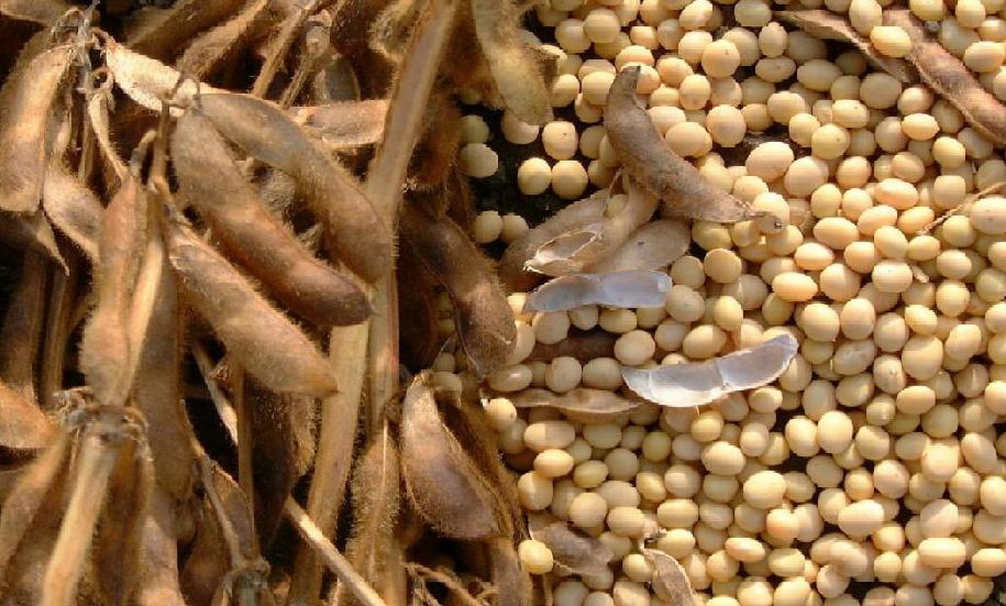 Image: Mature soybean plant